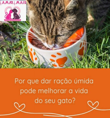 Importância da ração úmida para gatos